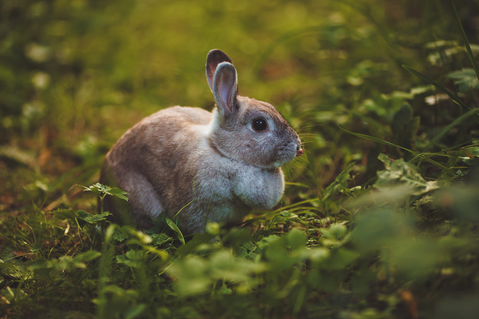 Crawl) - My, The photo, Rabbit, Dacha, Golden hour, Canon, 135