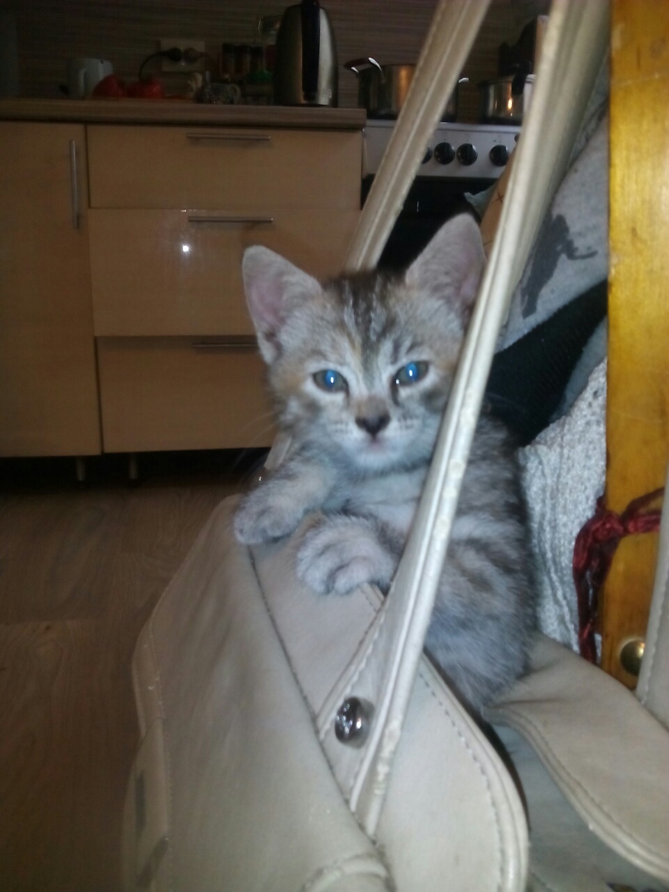 Let's give the kittens in good hands. - My, In good hands, Irkutsk, cat, Longpost