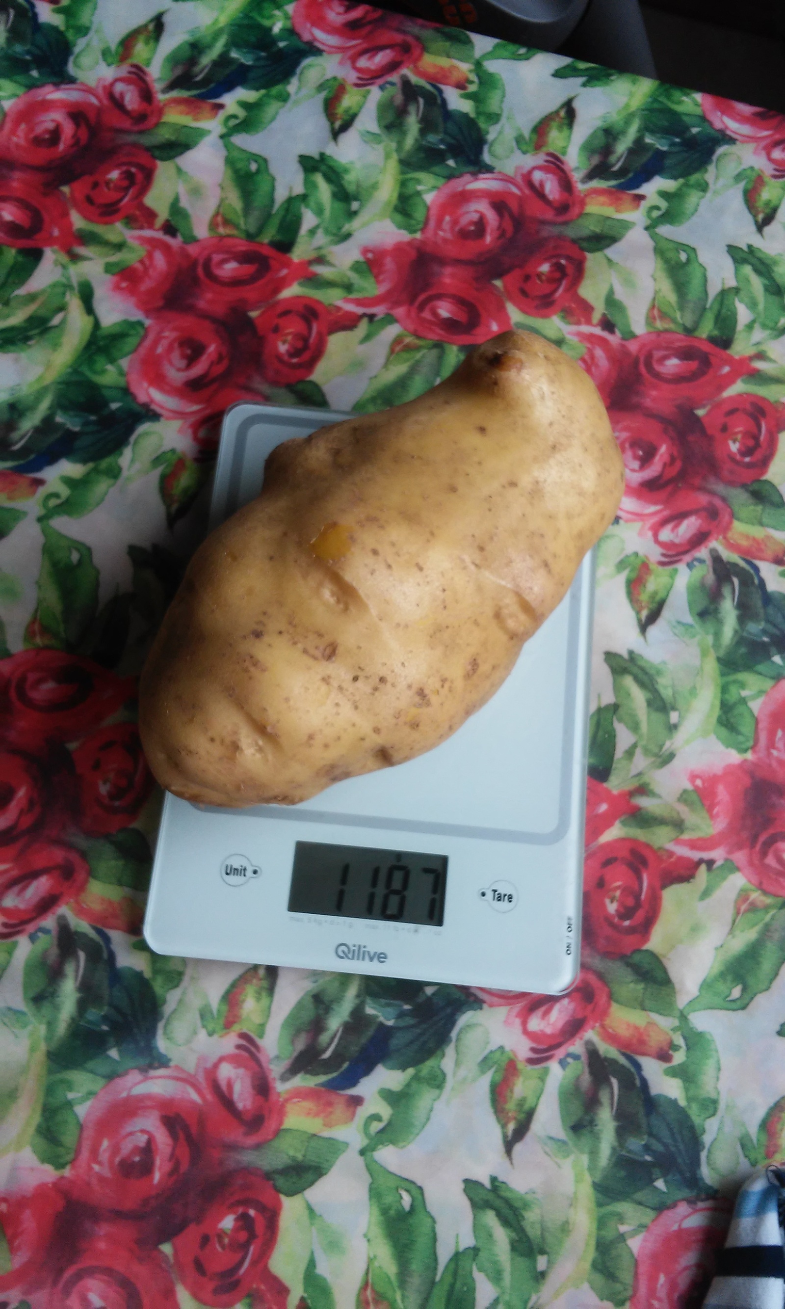 Who said anything about the 2017 harvest? - My, Harvest, Potato, Longpost