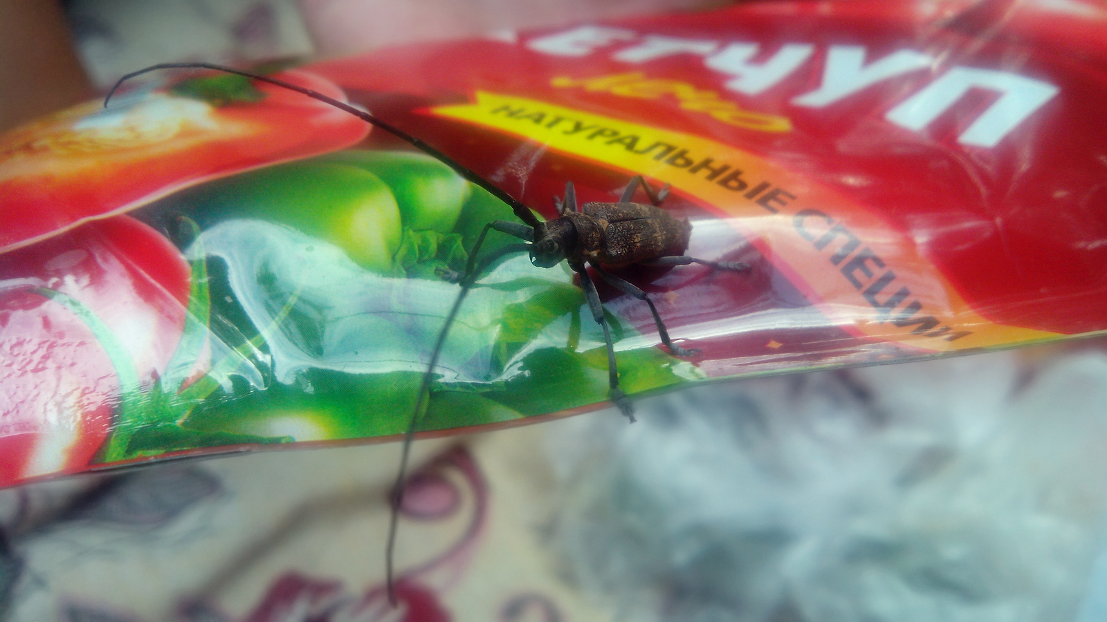 About how the barbecue did not turn over - My, Shashlik, Savvy, First post, Lumberjack Beetle, Жуки, Longpost