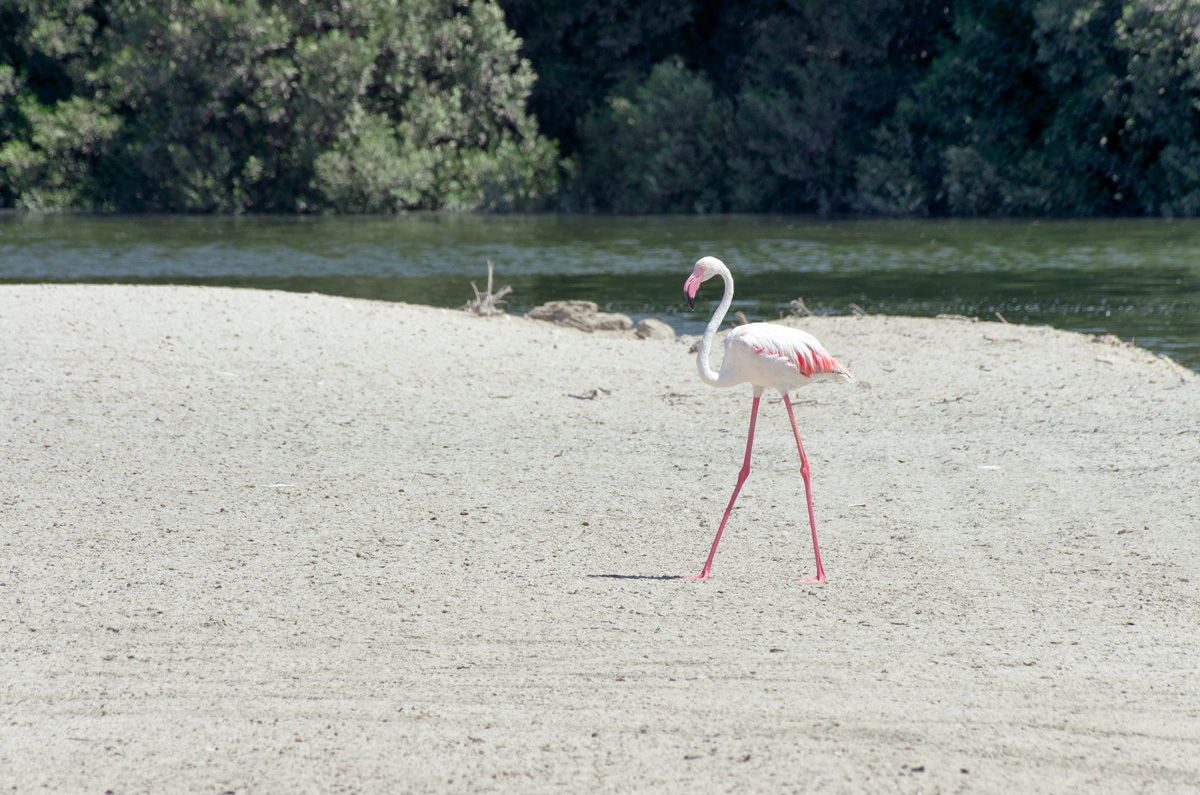 Ras Al Khor Nature Reserve - My, , Reserve, Bird watching, Travels, The photo, Dubai, Pentax, Longpost, Reserves and sanctuaries