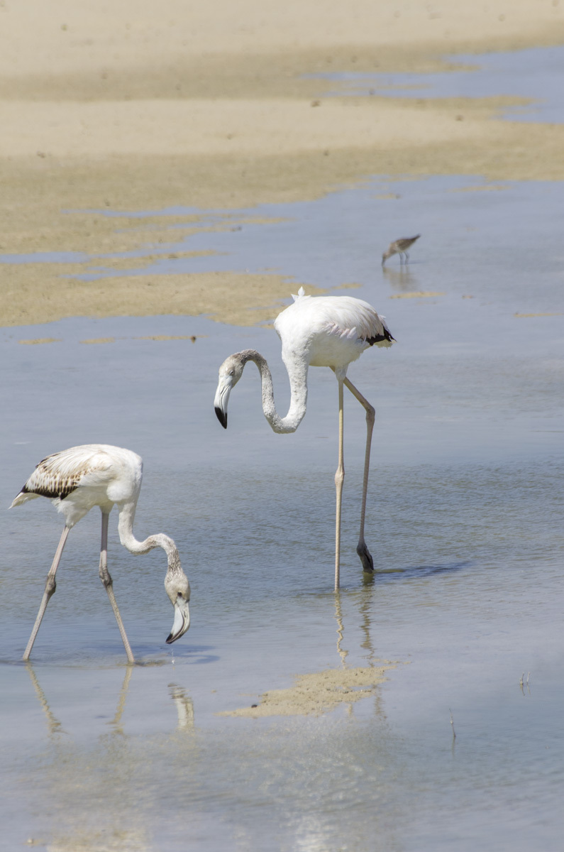 Ras Al Khor Nature Reserve - My, , Reserve, Bird watching, Travels, The photo, Dubai, Pentax, Longpost, Reserves and sanctuaries