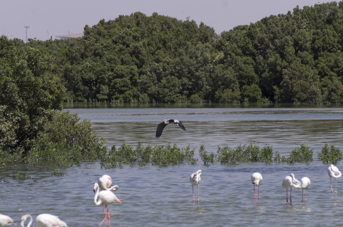 Ras Al Khor Nature Reserve - My, , Reserve, Bird watching, Travels, The photo, Dubai, Pentax, Longpost, Reserves and sanctuaries