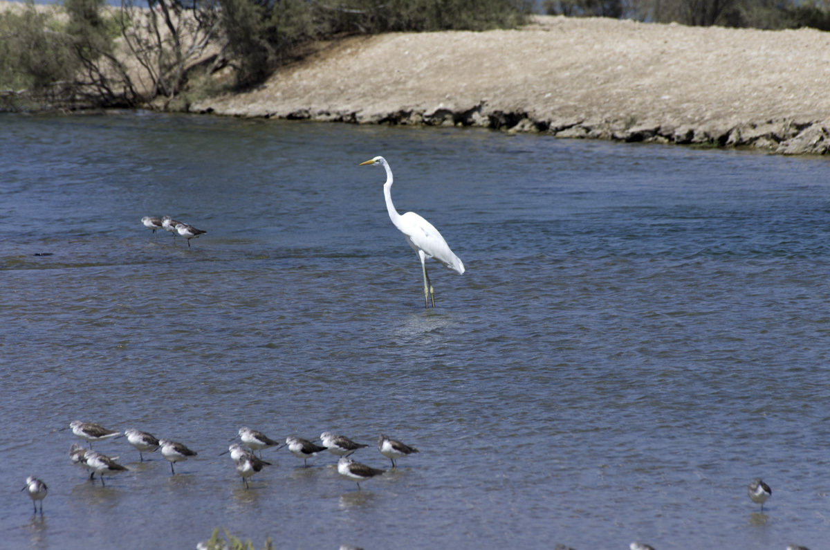 Ras Al Khor Nature Reserve - My, , Reserve, Bird watching, Travels, The photo, Dubai, Pentax, Longpost, Reserves and sanctuaries