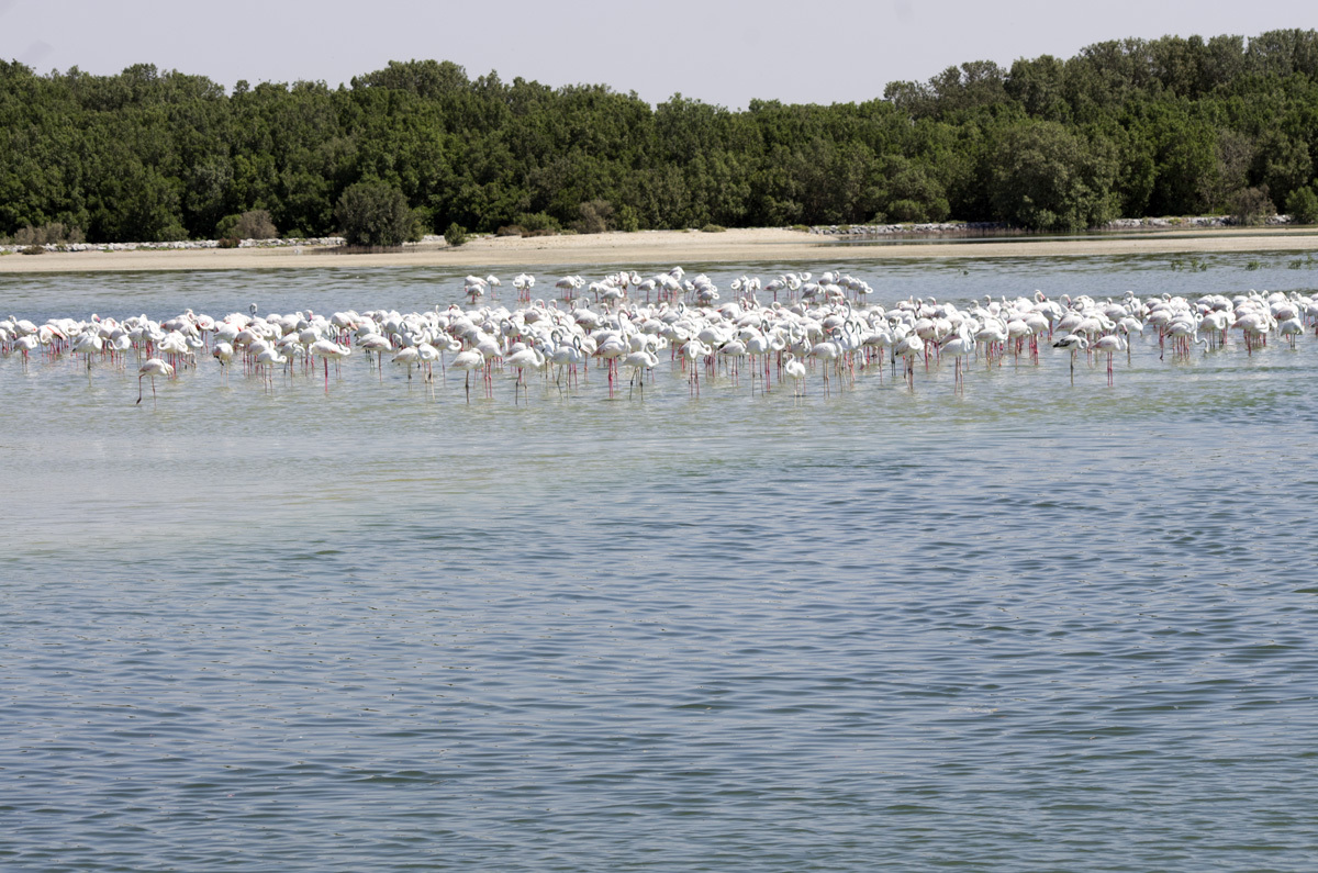 Ras Al Khor Nature Reserve - My, , Reserve, Bird watching, Travels, The photo, Dubai, Pentax, Longpost, Reserves and sanctuaries