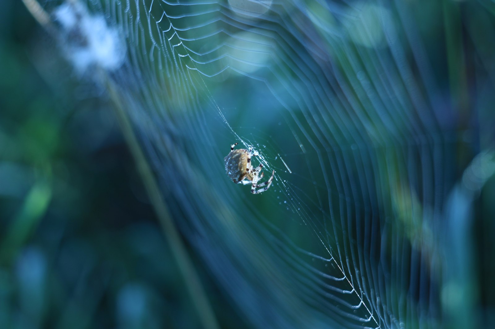 Spider - Spider, The photo, Macro, Not mine, Macro photography