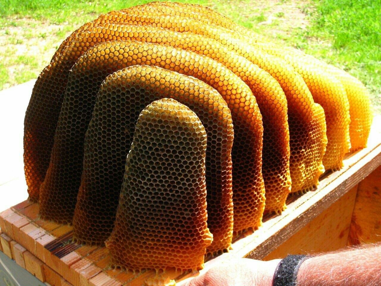 honeycombs - Bees, Honeycomb, Reddit, Trypophobia