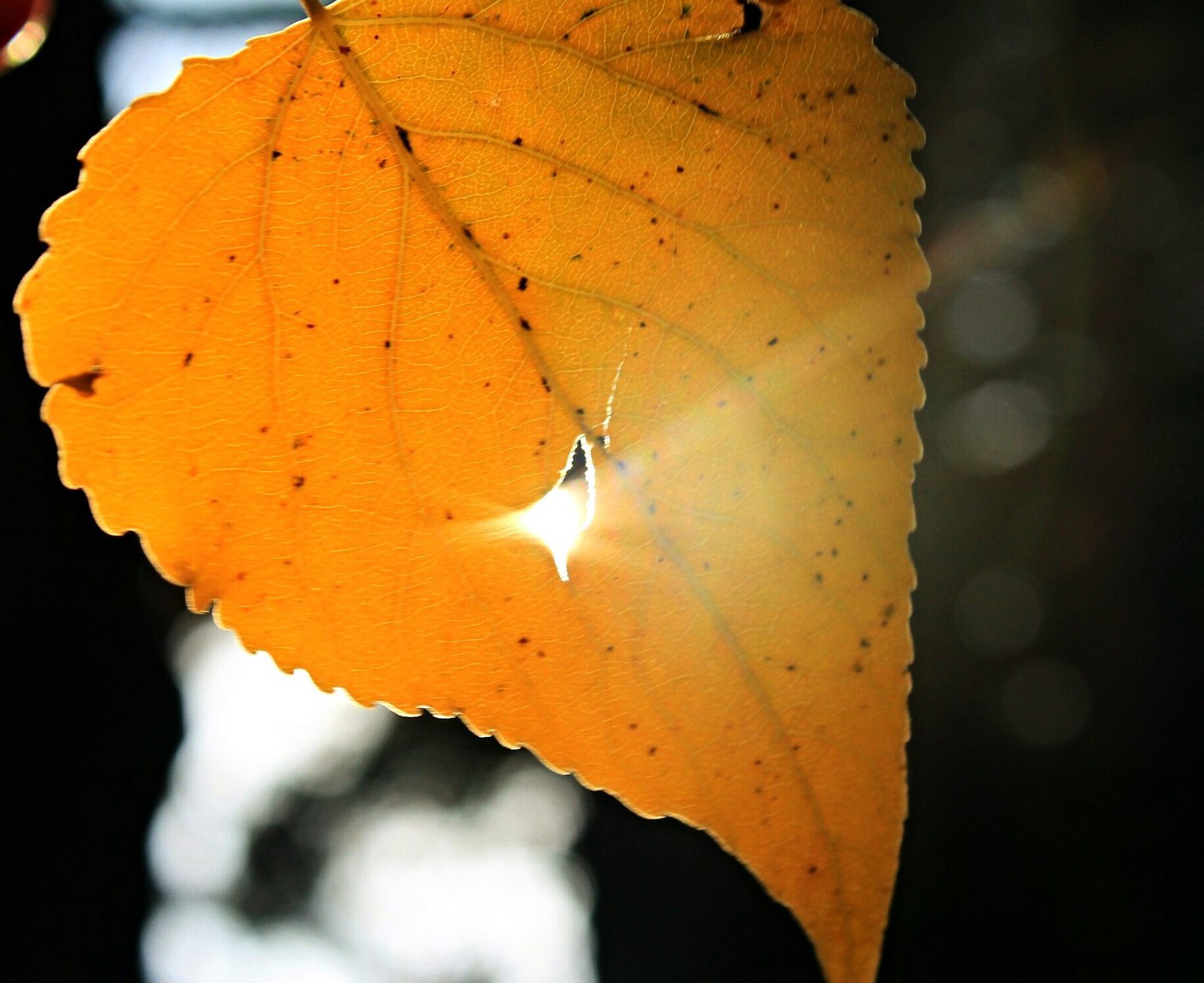 Autumn is coming - My, Autumn, The photo, Nature, House, Longpost