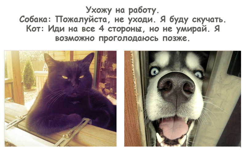 Animals) - cat, Dog, Humor, Images