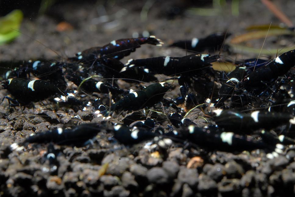 Аквариумные истории. Восхождение креветок Caridina cf. cantonensis. Часть 2. Тайваньский путь - Моё, Аквариумные истории, Аквариумные креветки, Аквариум, Аквариумистика, Креветки, Длиннопост