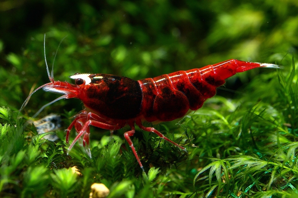 Aquarium stories. - My, , Aquarium shrimp, Aquarium, Aquarium, Shrimps, Longpost