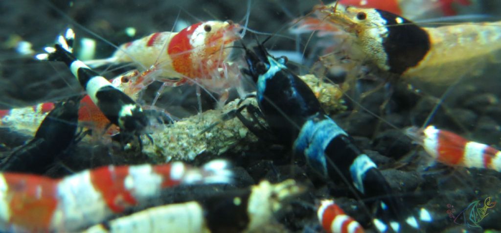 Aquarium stories. - My, , Aquarium shrimp, Aquarium, Aquarium, Shrimps, Longpost