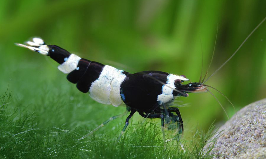 Аквариумные истории. Восхождение креветок Caridina cf. cantonensis. Часть 2. Тайваньский путь - Моё, Аквариумные истории, Аквариумные креветки, Аквариум, Аквариумистика, Креветки, Длиннопост