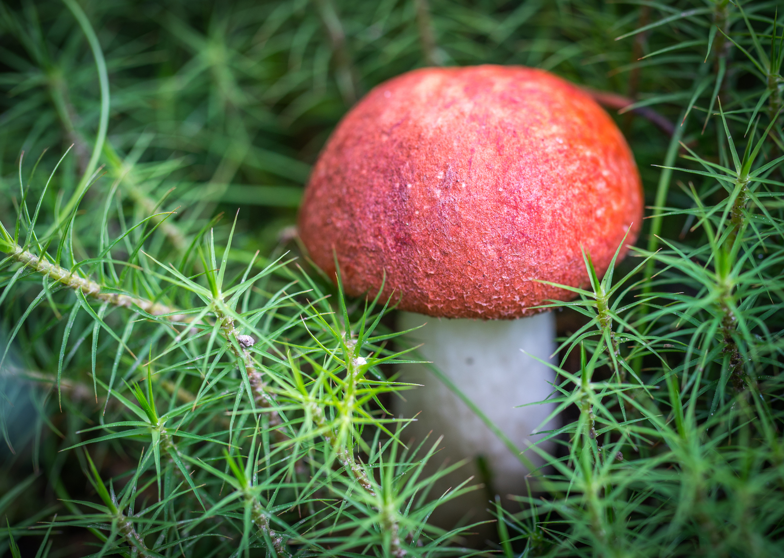 Mushroom photography #45 - My, Mushrooms, Boletus, Mojovik, Photo hunting, Canon 100 mm, Longpost