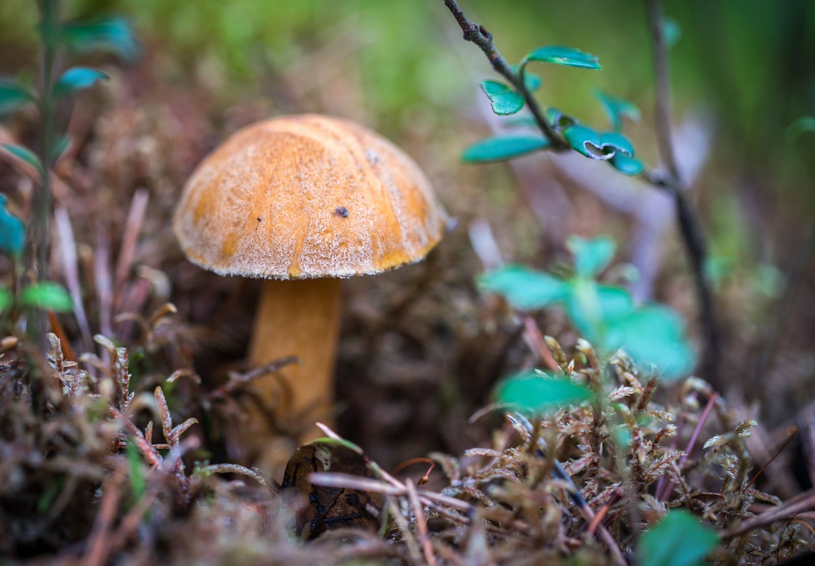 Mushroom photography #45 - My, Mushrooms, Boletus, Mojovik, Photo hunting, Canon 100 mm, Longpost