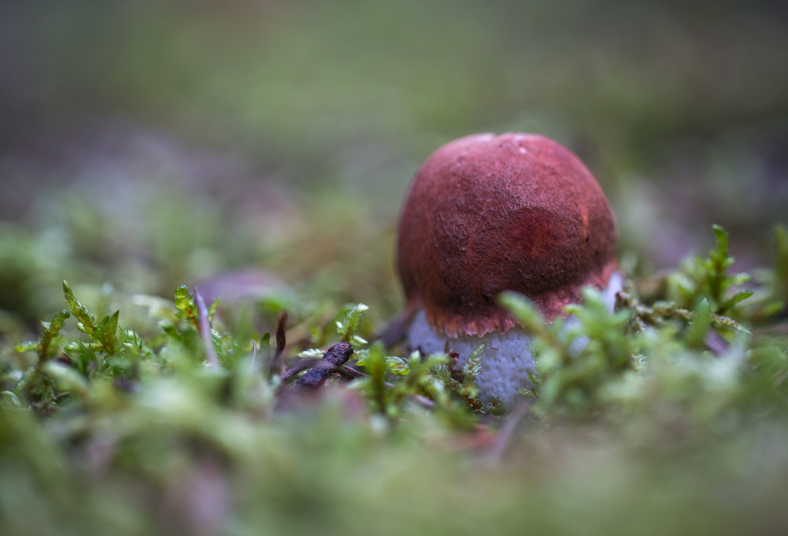 Mushroom photography #45 - My, Mushrooms, Boletus, Mojovik, Photo hunting, Canon 100 mm, Longpost