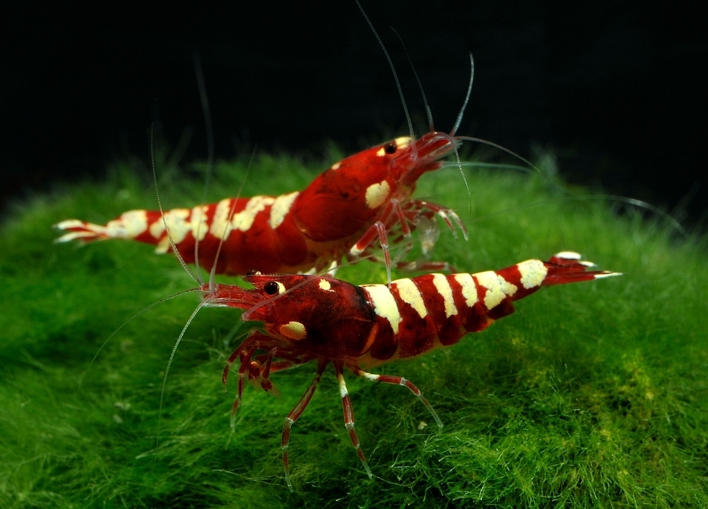 Aquarium stories. - My, , Aquarium shrimp, Aquarium, Aquarium, Shrimps, Longpost