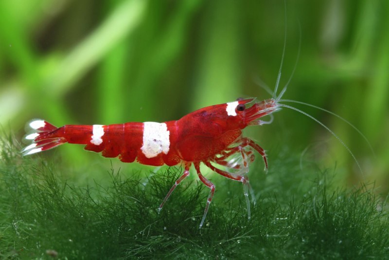 Aquarium stories. - My, , Aquarium shrimp, Aquarium, Aquarium, Shrimps, Longpost