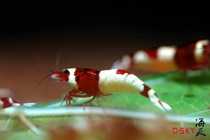 Aquarium stories. - My, , Aquarium shrimp, Aquarium, Aquarium, Shrimps, Longpost