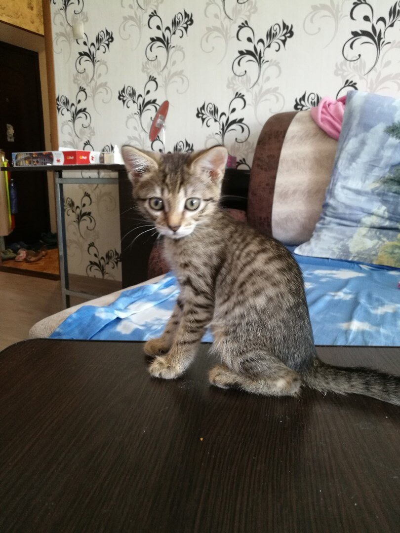 Kitten is looking for a house. Samara - My, Samara, Kitten is looking for a family, cat, Need a house, Help, Longpost, In good hands