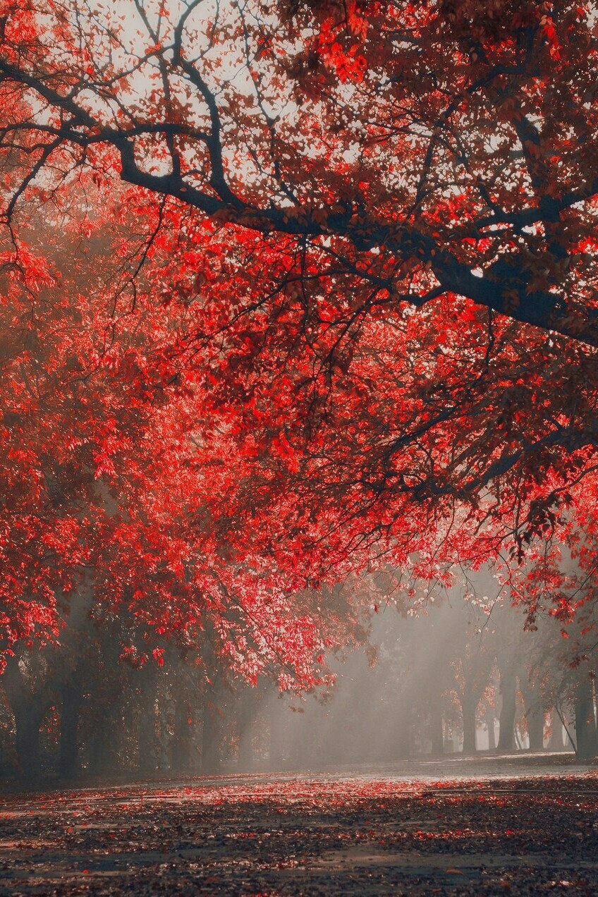 Autumn. - Autumn, Tree, The photo