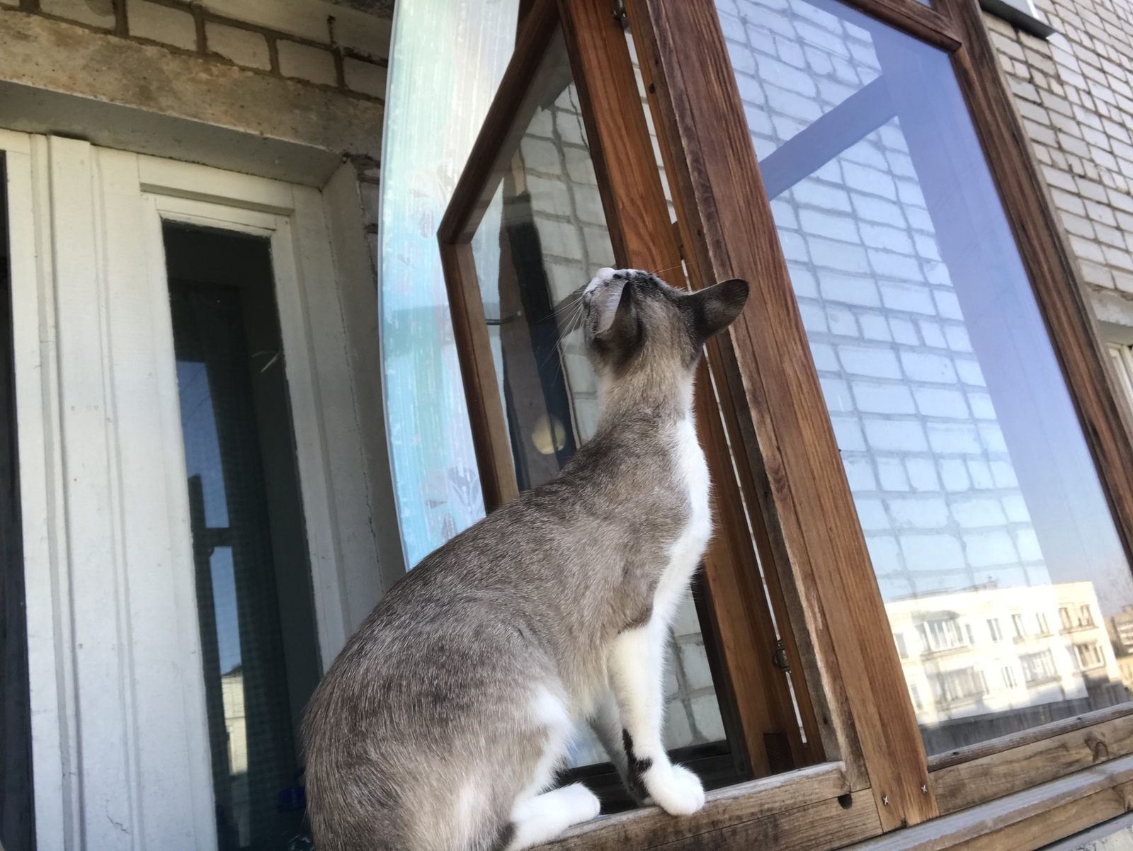 When cats are very curious! - My, cat, Curiosity, Longpost