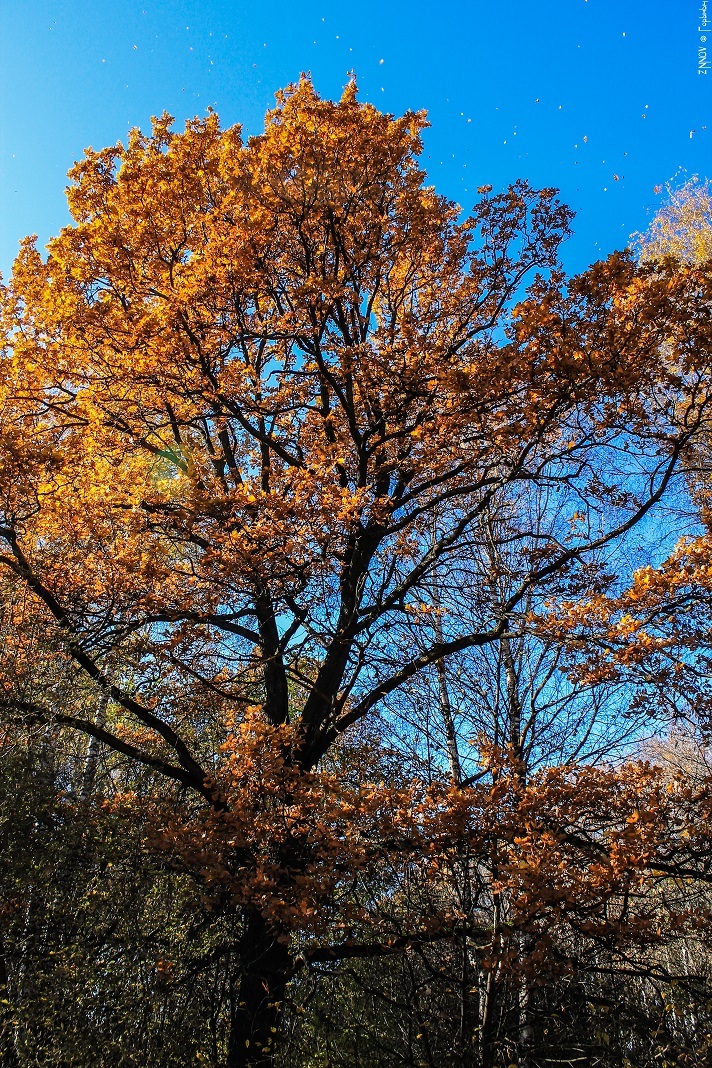 So autumn has come... - My, Autumn, Mood, September, The park, Longpost