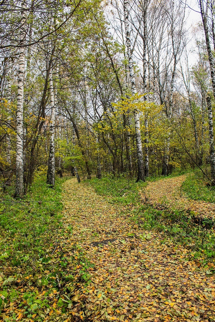 So autumn has come... - My, Autumn, Mood, September, The park, Longpost