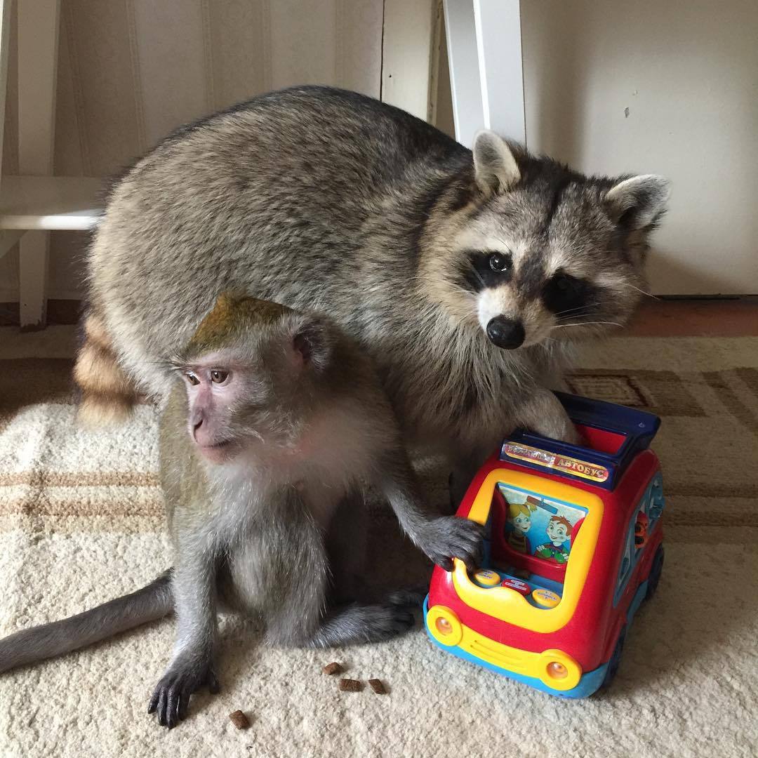 Protect your cars from bandits. - My, Javanese macaque, Raccoon, , friendship