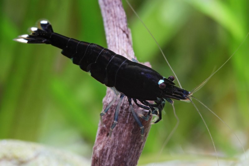 Aquarium stories. - My, , Aquarium shrimp, Aquarium, Aquarium, Shrimps, Longpost