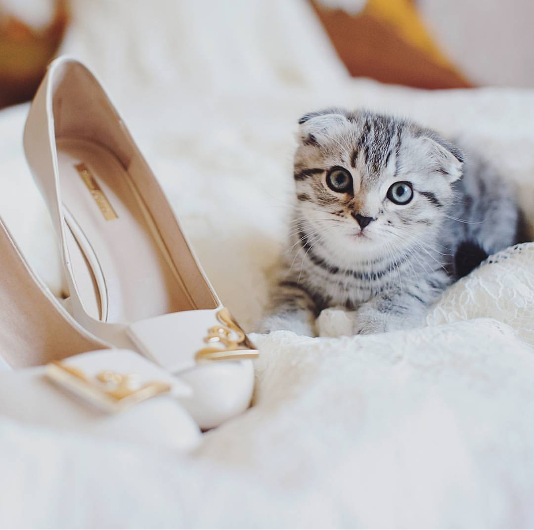 Bridesmaid - My, My, cat, Wedding