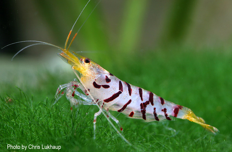 Aquarium stories. - My, , Aquarium, Aquarium, Aquarium shrimp, Shrimps, Longpost