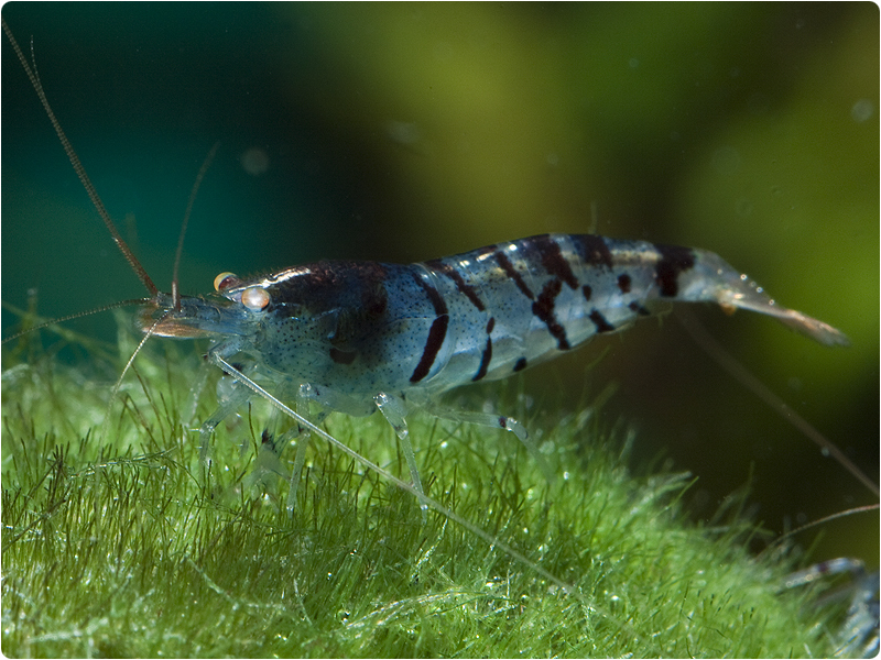 Aquarium stories. - My, , Aquarium, Aquarium, Aquarium shrimp, Shrimps, Longpost