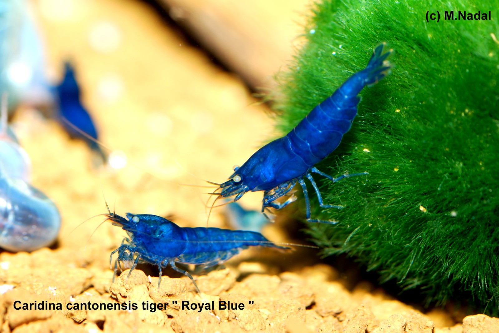 Aquarium stories. - My, , Aquarium, Aquarium, Aquarium shrimp, Shrimps, Longpost