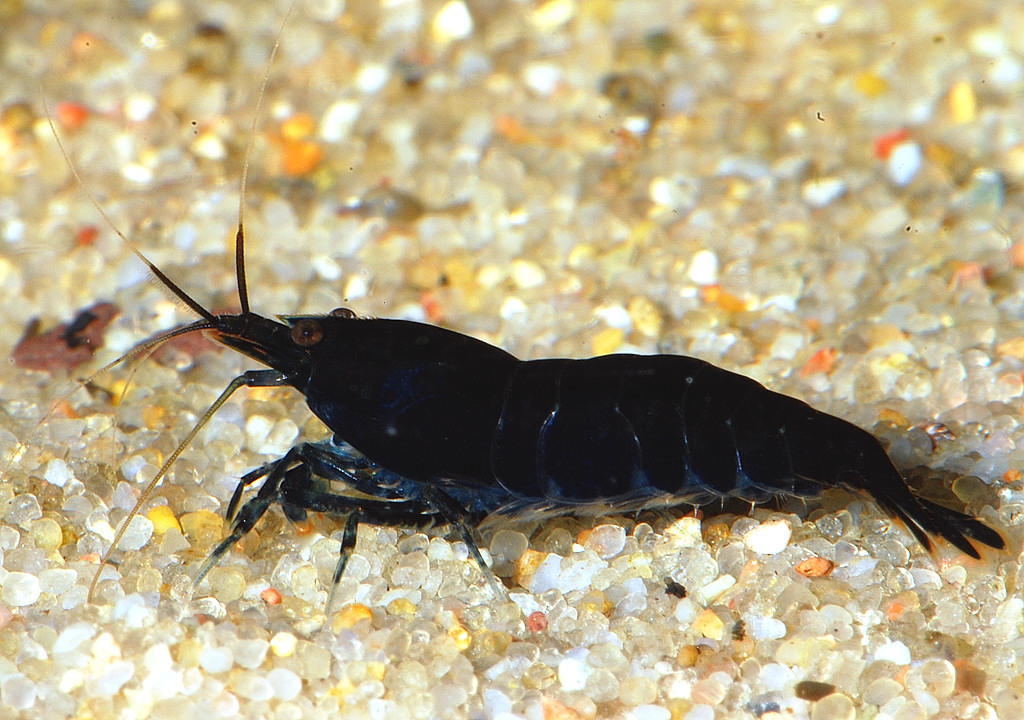 Aquarium stories. - My, , Aquarium, Aquarium, Aquarium shrimp, Shrimps, Longpost