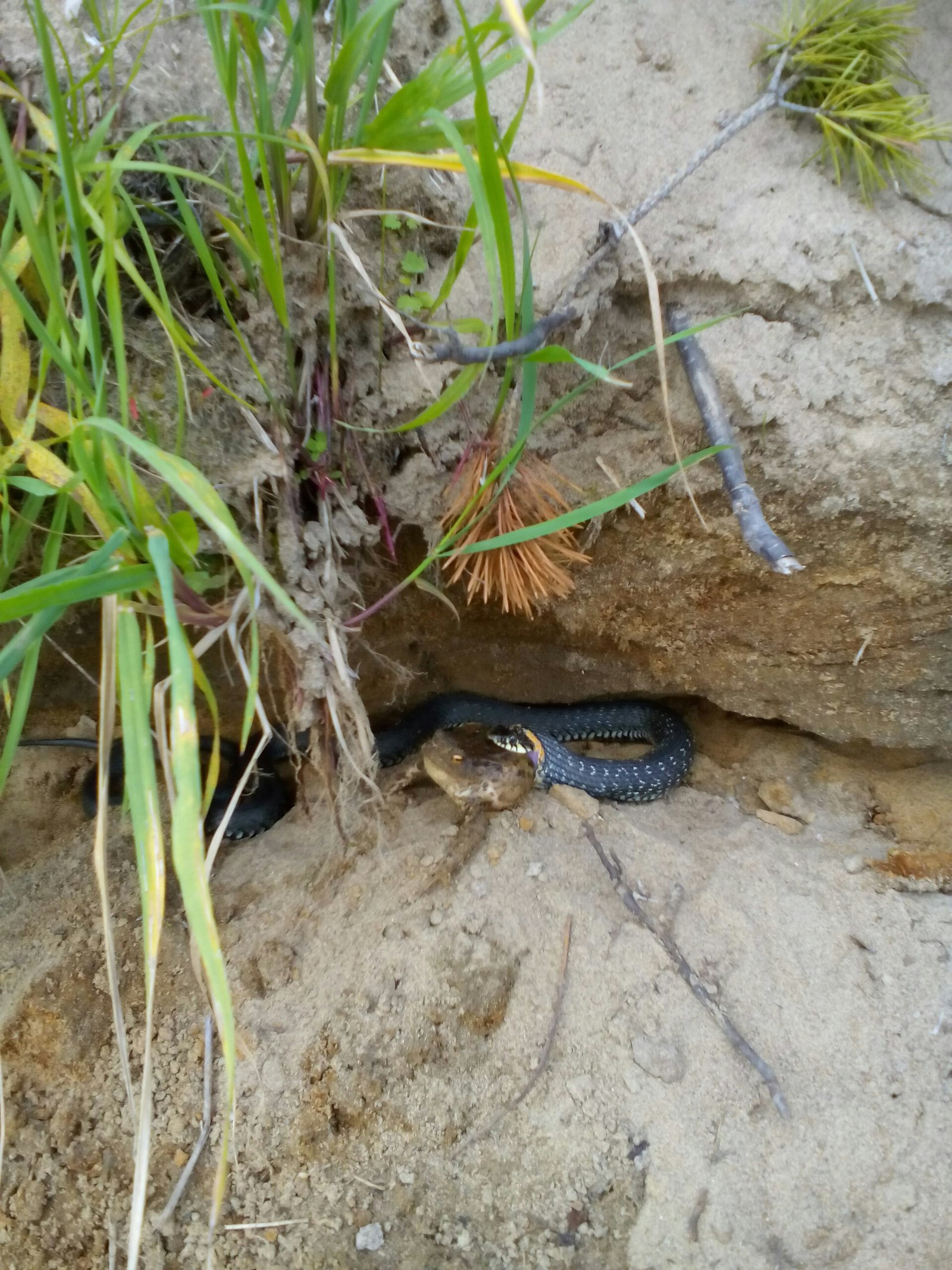 I saw a grass snake on the bank of the Vyatka - My, Snake, Toad