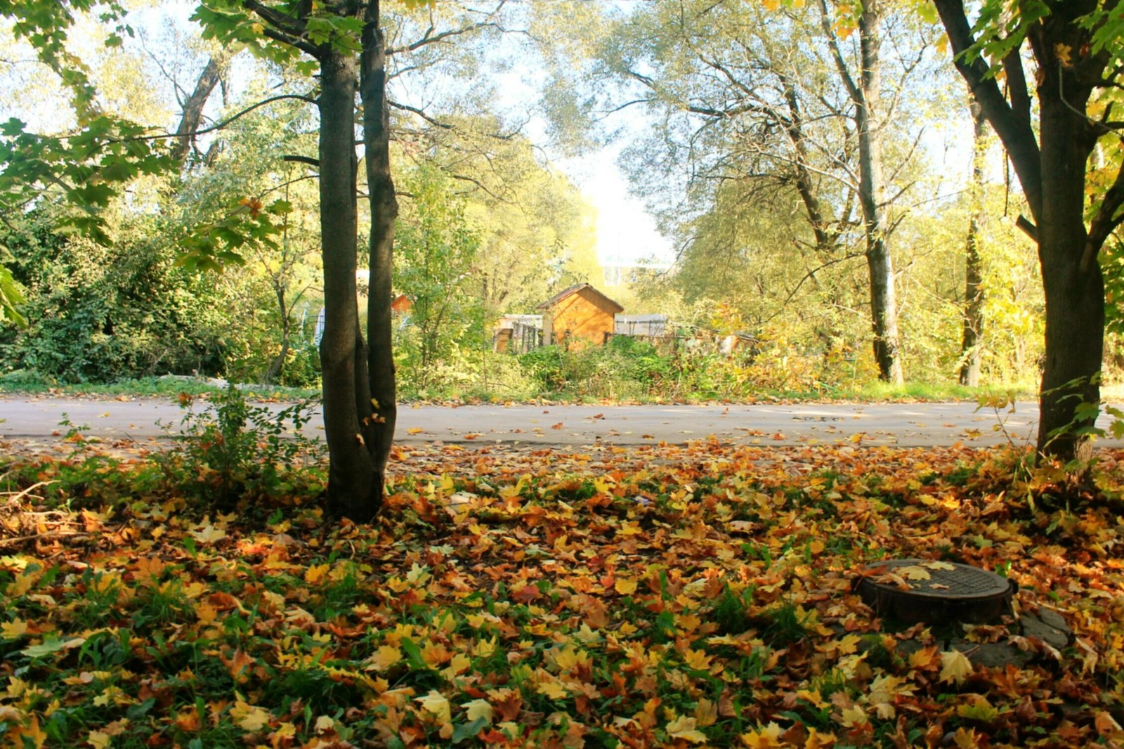 Autumn cats and a pleasant autumn in your feed! - My, Autumn, cat, Leaves, September, House, My, Photographer, Longpost