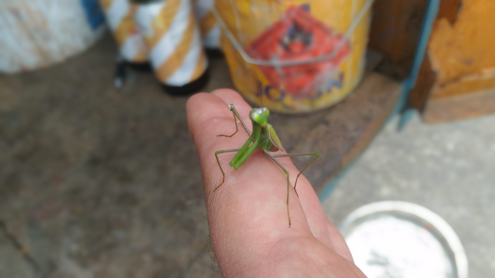 Here is a friend who came to visit us) - My, The photo, Insects, Mantis, Hello reading tags