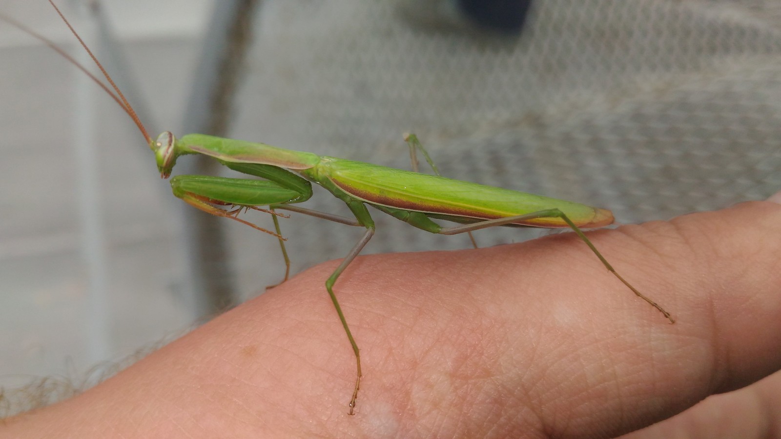 Here is a friend who came to visit us) - My, The photo, Insects, Mantis, Hello reading tags