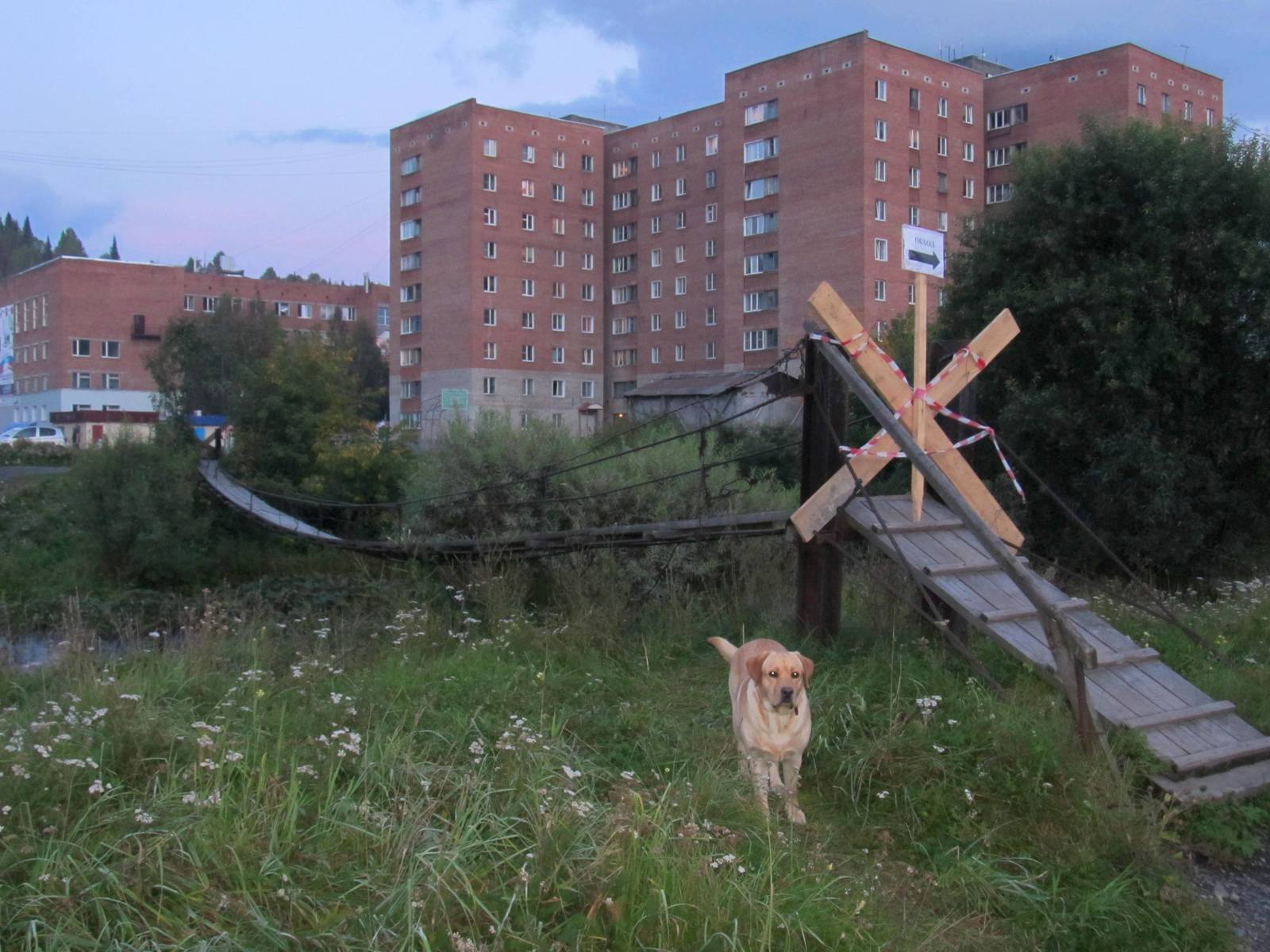 Собачий облом. - Моё, Собака, Мостик сломался, Взгляд, Грусть, Буквально скорбь, Длиннопост, Мост