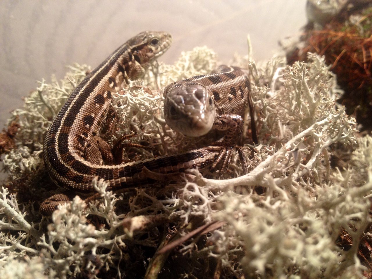 A few lizards for you - My, Lizard, Terrarium, Longpost