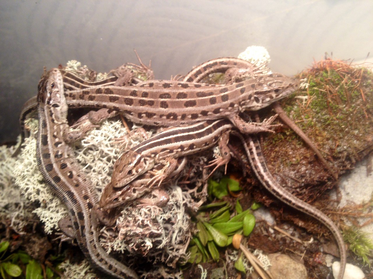 A few lizards for you - My, Lizard, Terrarium, Longpost