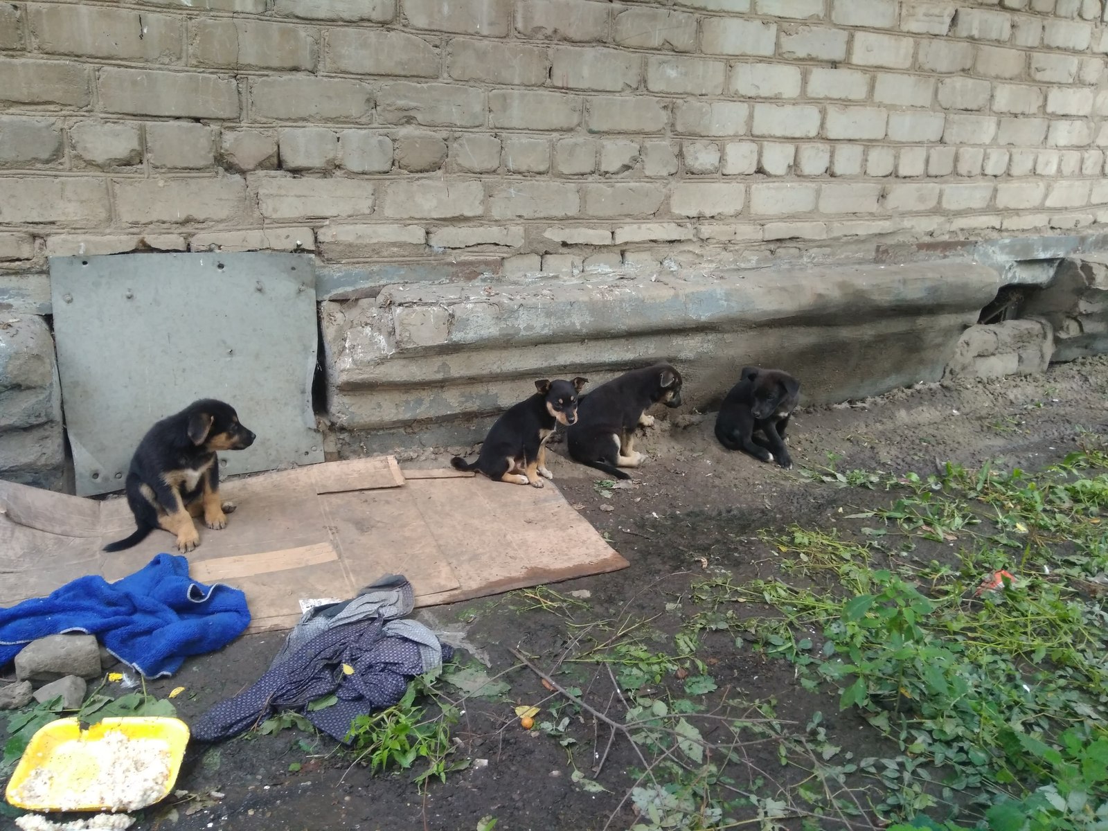 I really need help with puppies! - My, In good hands, Puppies, Voronezh, Helping animals, Help, Longpost