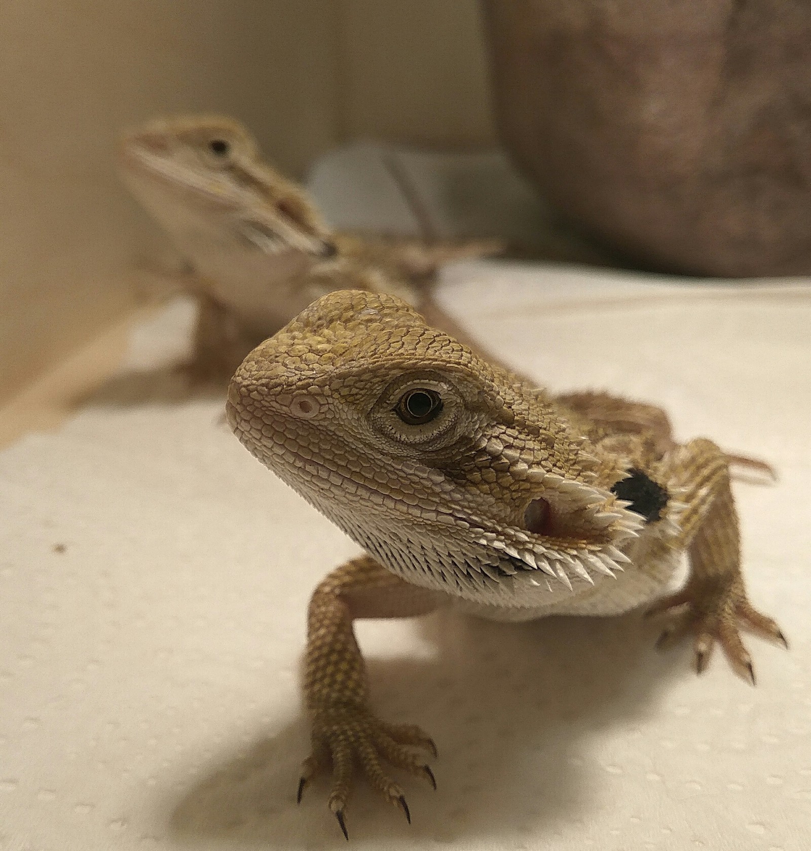 Photogenic - My, Agamas, Animals, Lizard, Photogenic