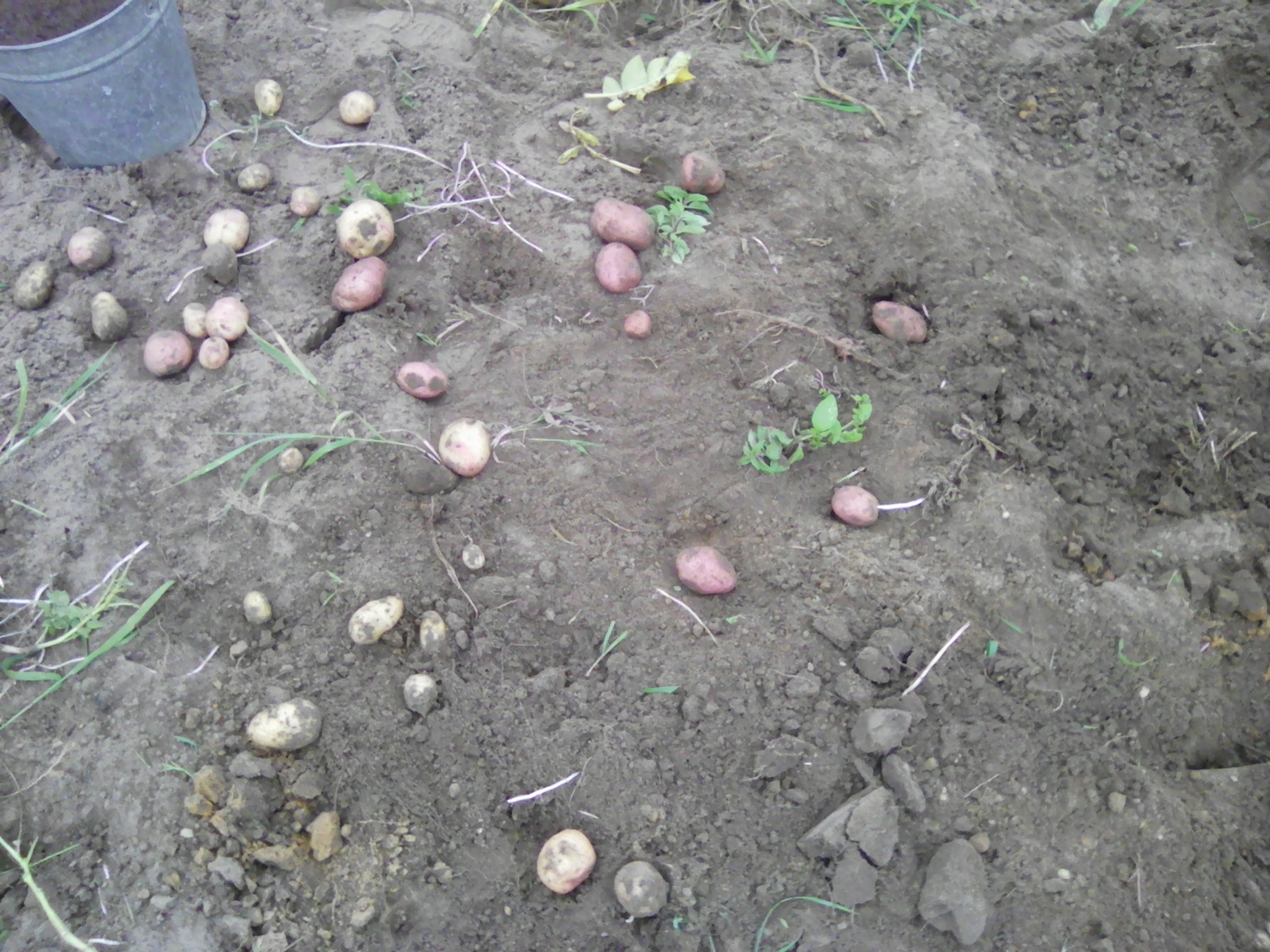 This year's harvest - My, , Potato, , Not photoshop, Hello reading tags, Longpost, Harvesting