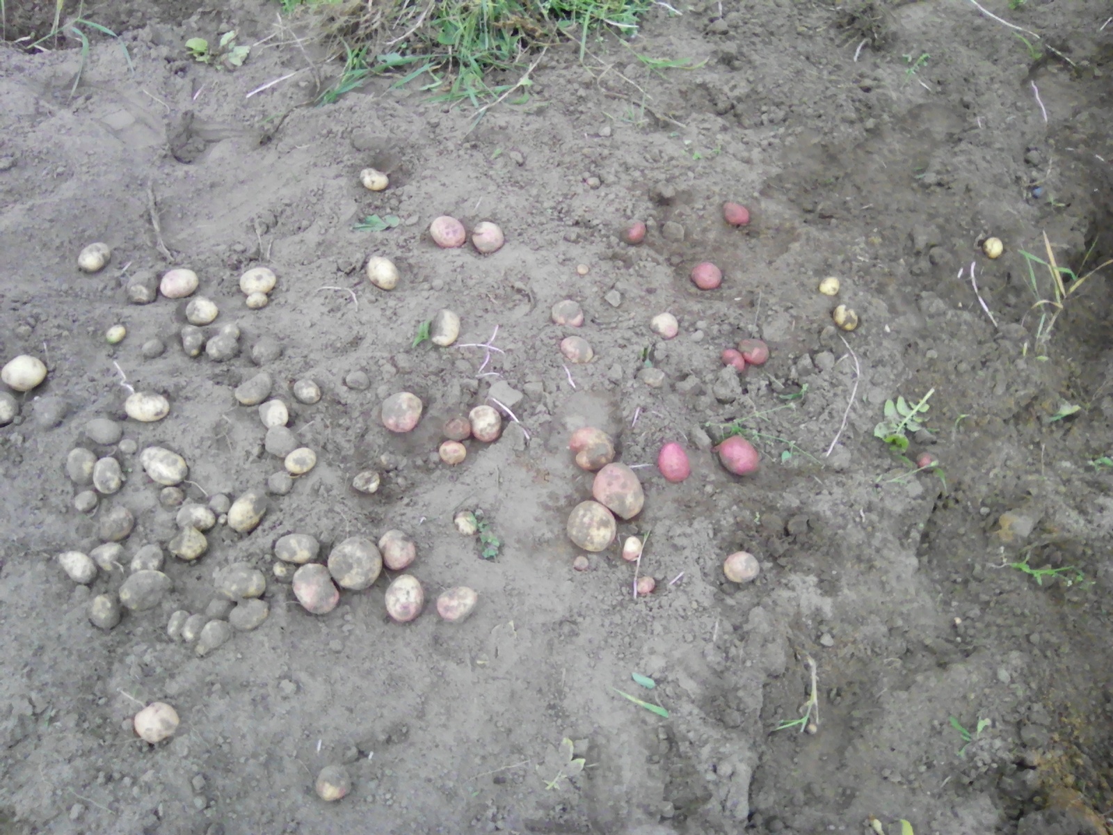 This year's harvest - My, , Potato, , Not photoshop, Hello reading tags, Longpost, Harvesting