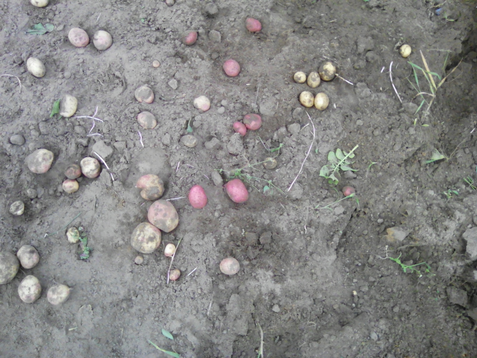 This year's harvest - My, , Potato, , Not photoshop, Hello reading tags, Longpost, Harvesting