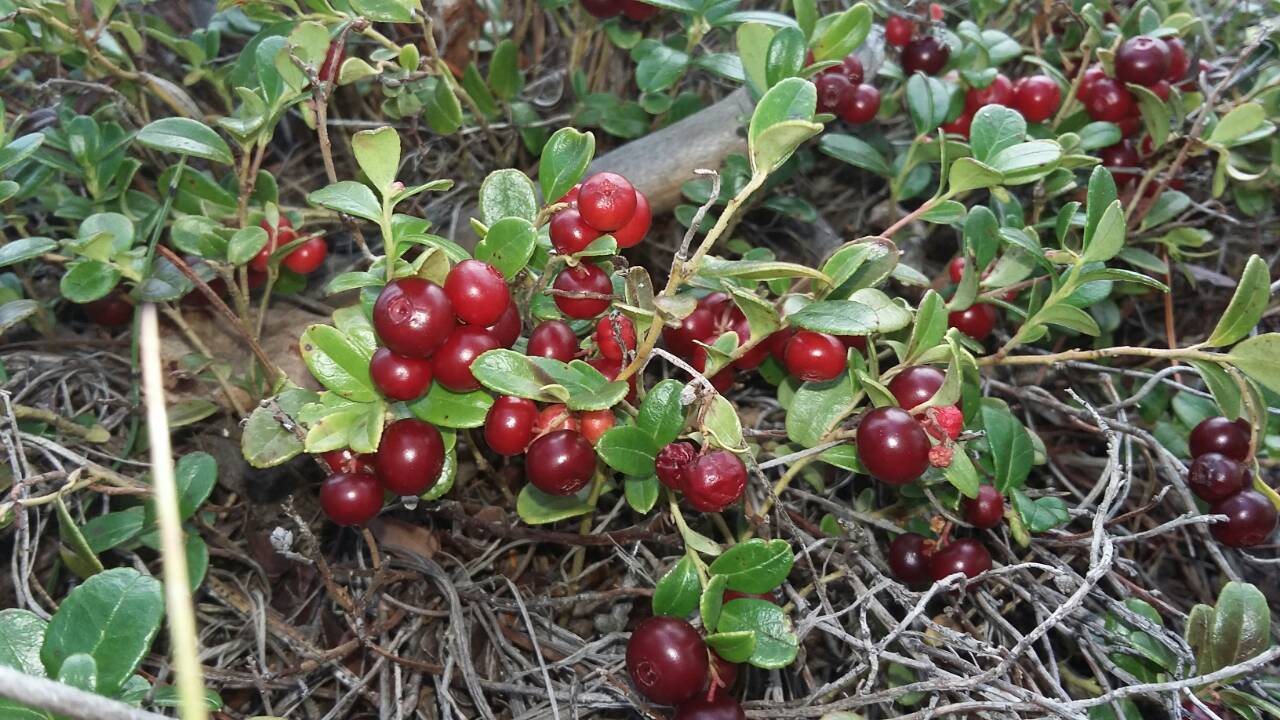 Gifts of nature - My, Cowberry, Gifts of nature, Baikal, Longpost