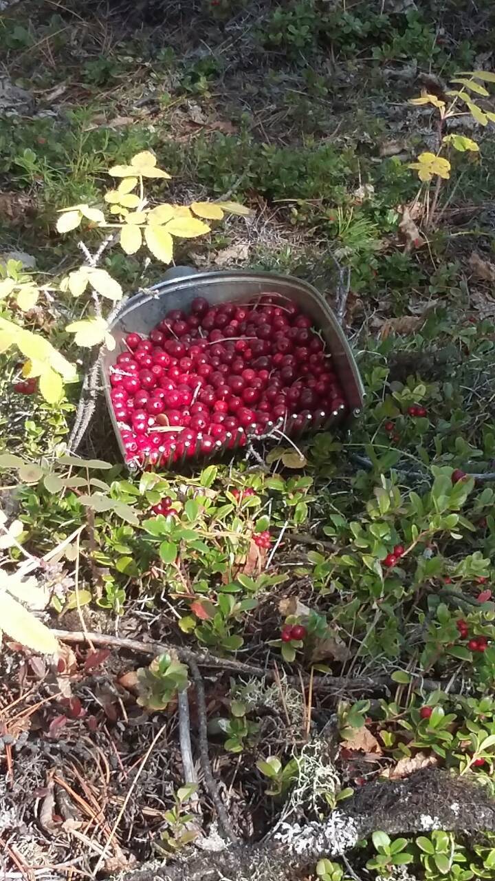 Gifts of nature - My, Cowberry, Gifts of nature, Baikal, Longpost