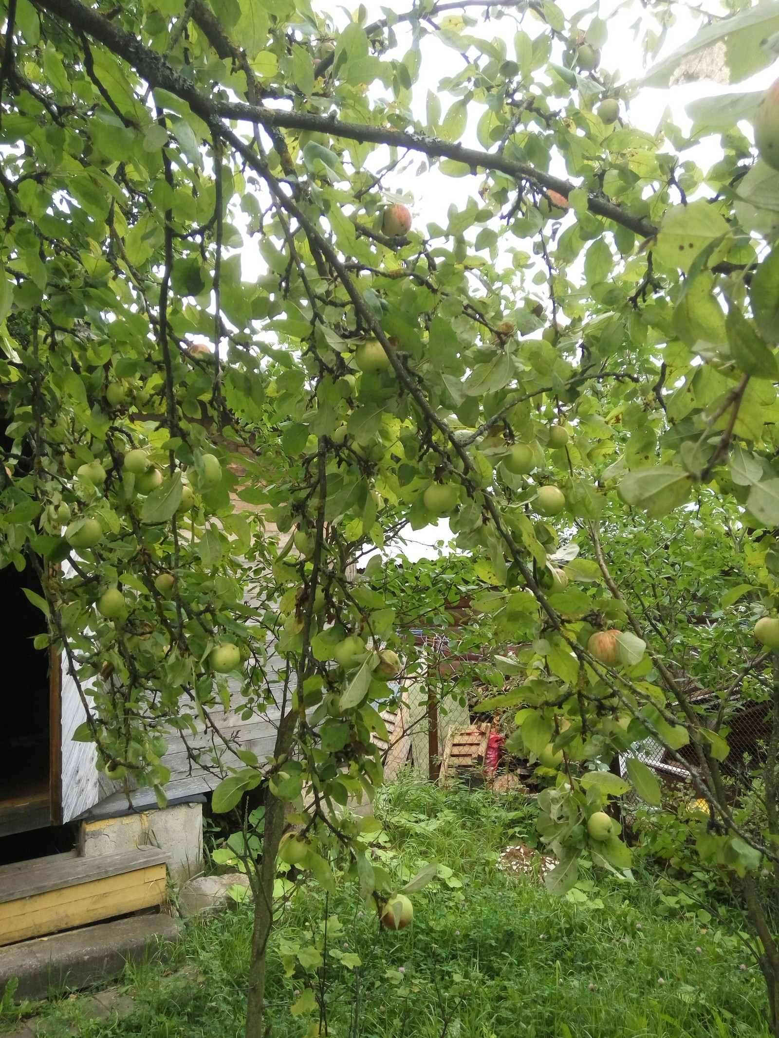 Harvest free, pickup - My, Dacha, Apples, For free, Longpost, Is free